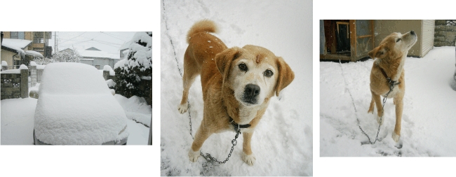 雪と愛犬